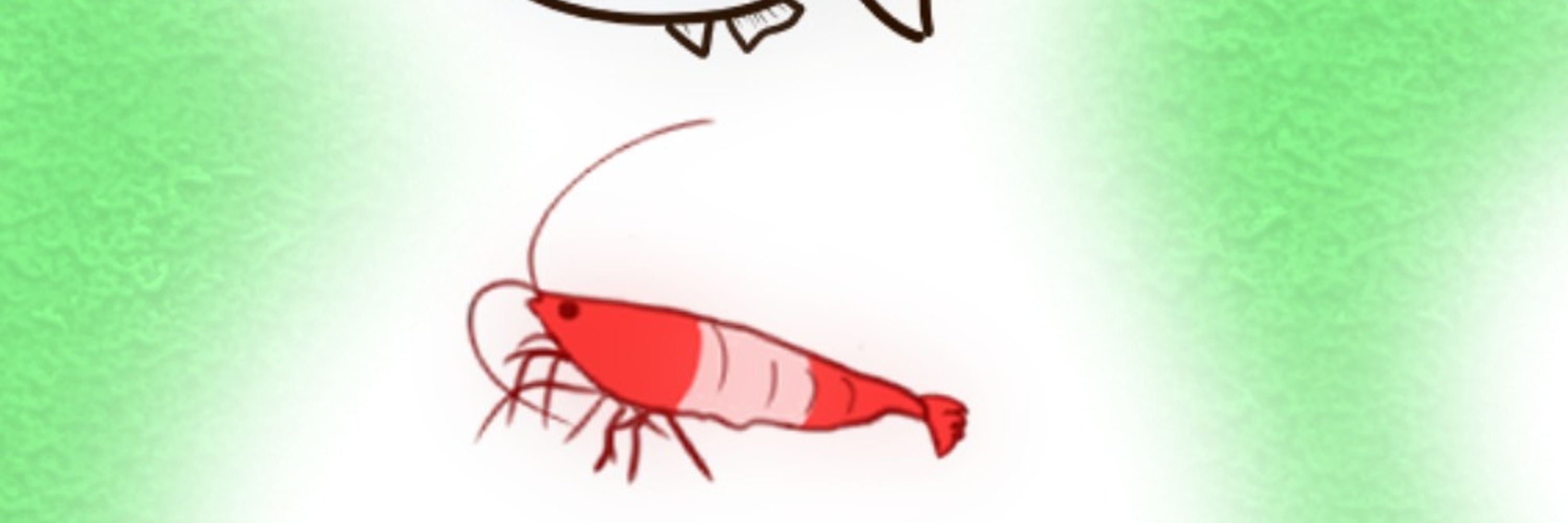 サラダ