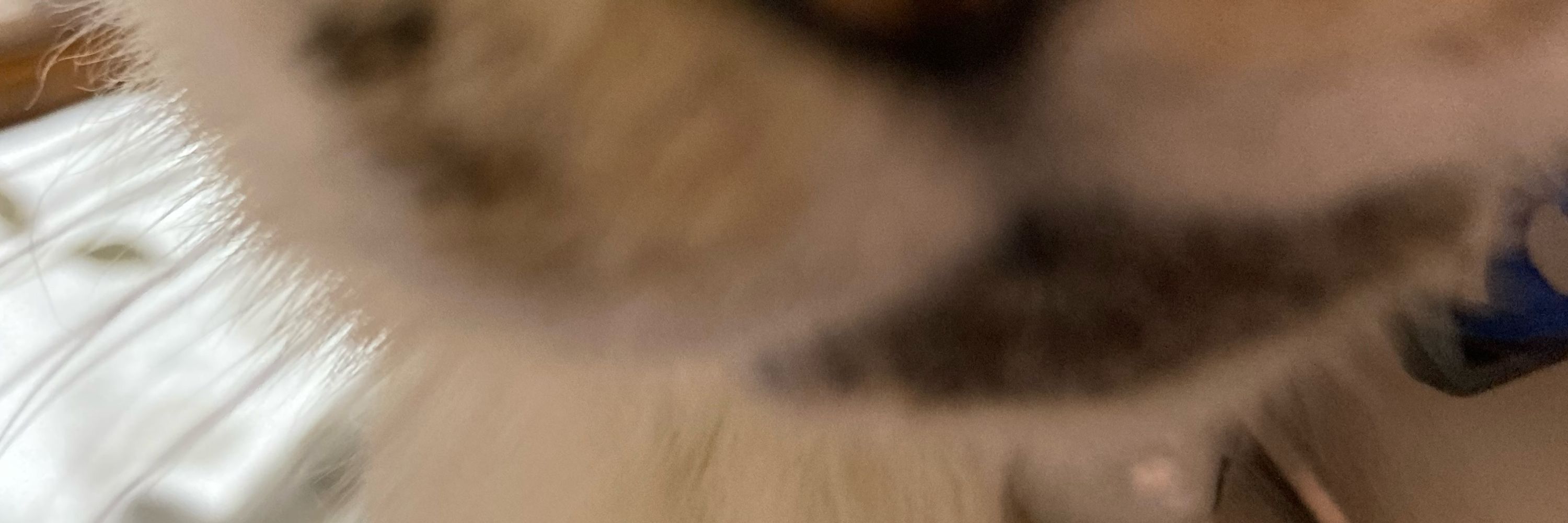 こあら