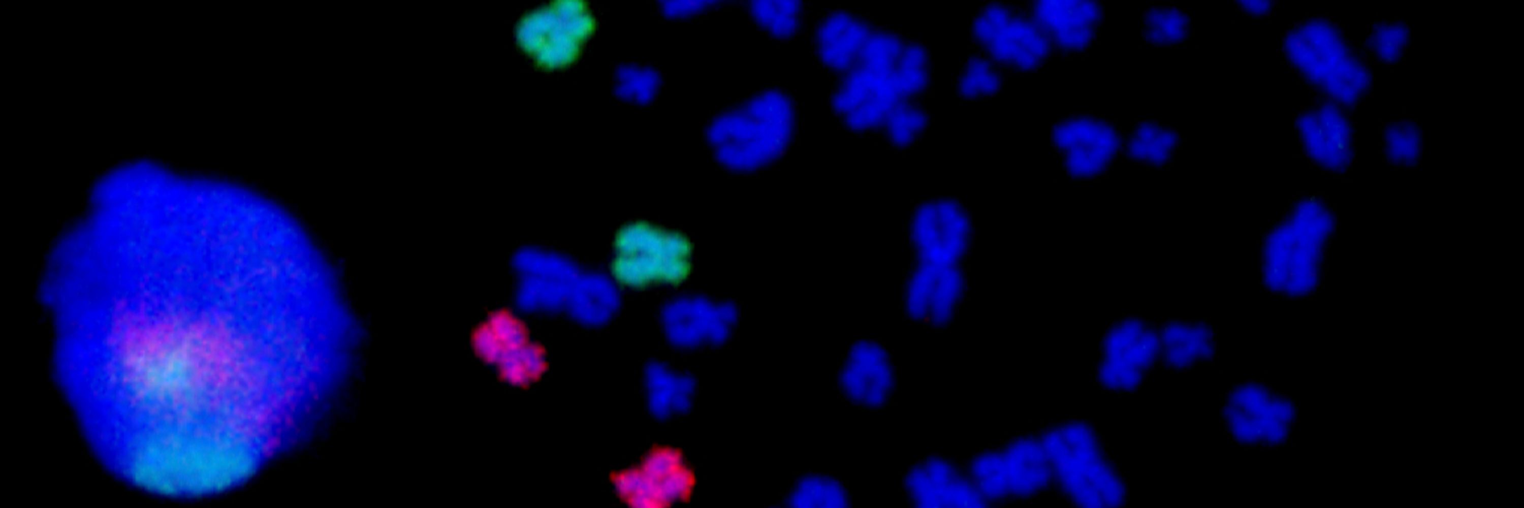 Fernando Gomez-Herreros Lab