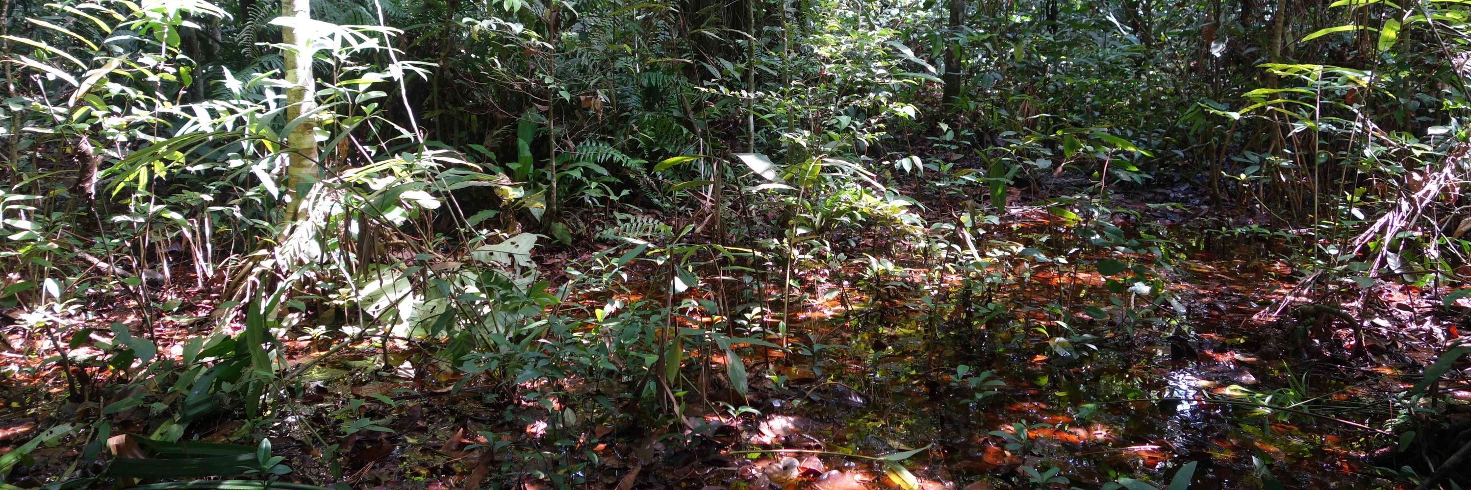 CongoPeat