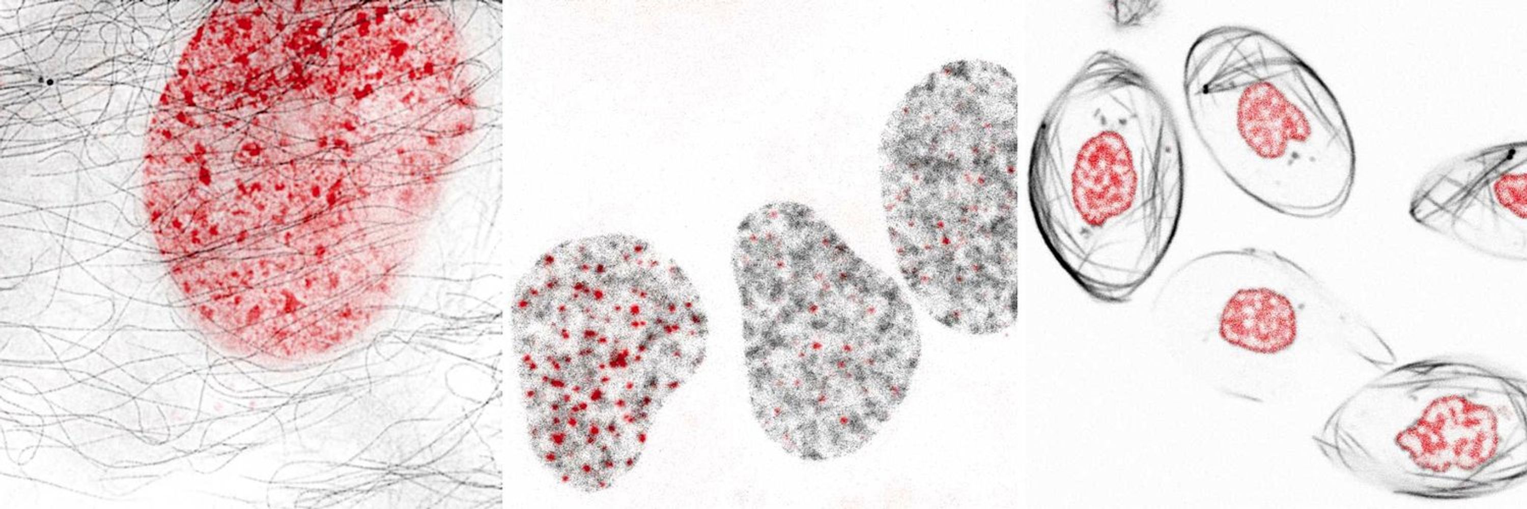 Chromatin labeling and imaging group