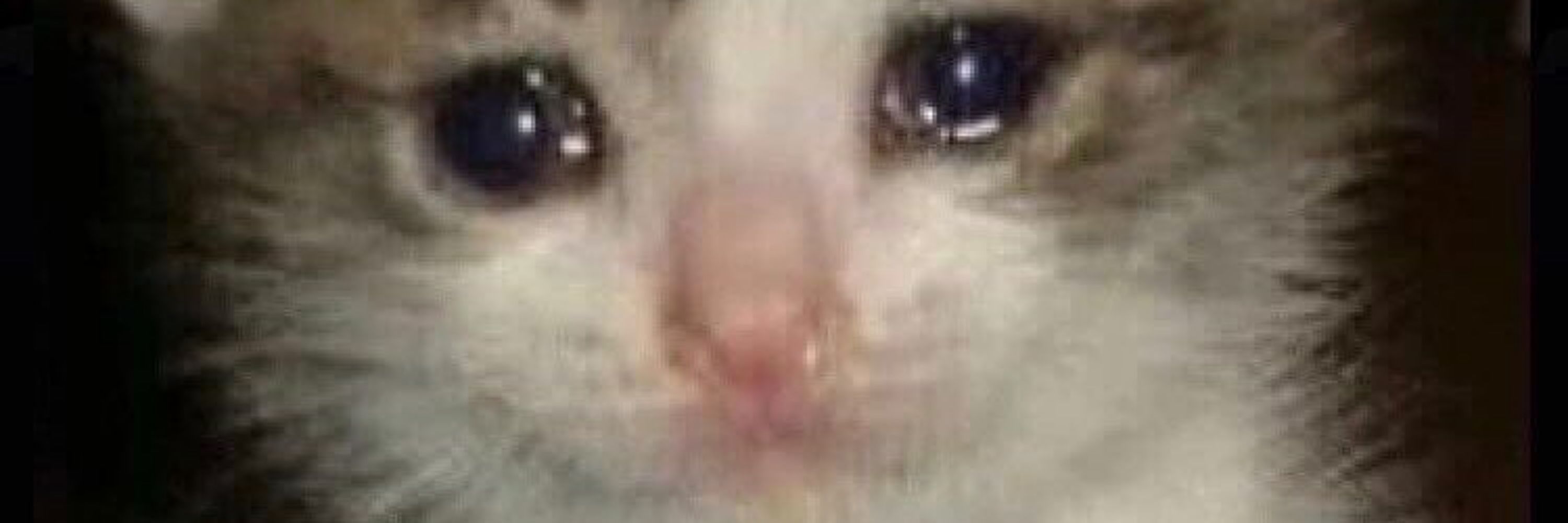 Widepeeposadcat.png