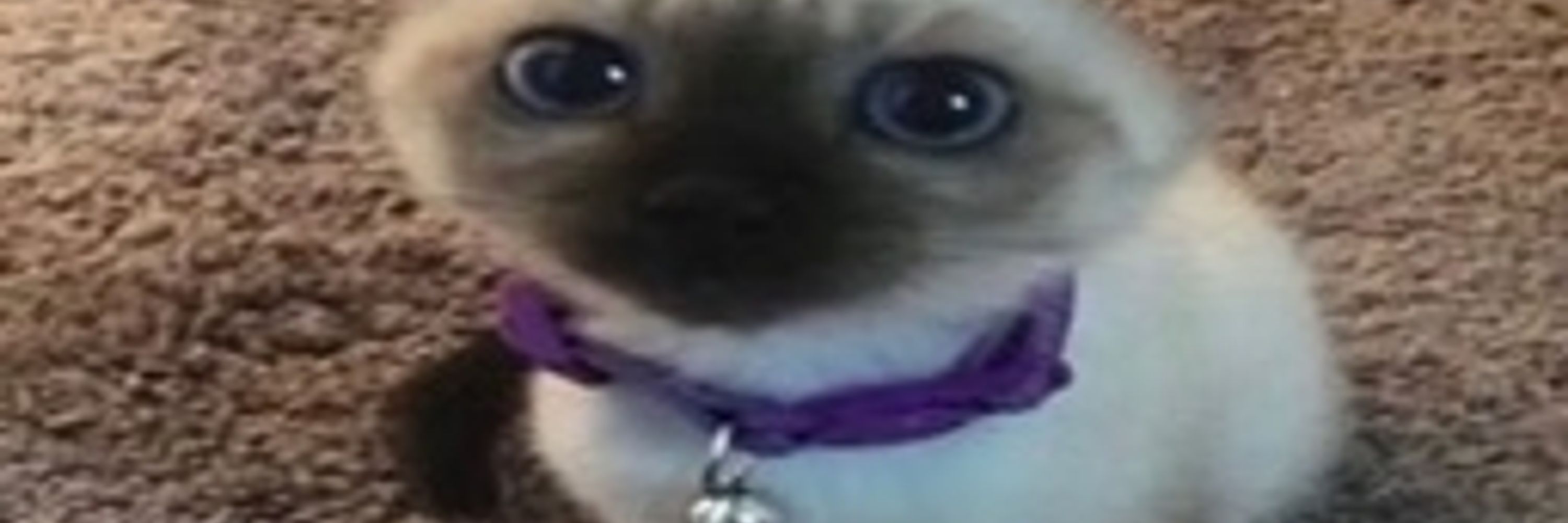 whornet