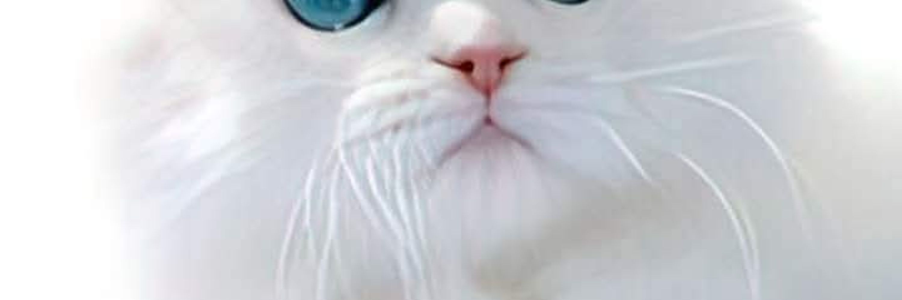 Cat Videos
