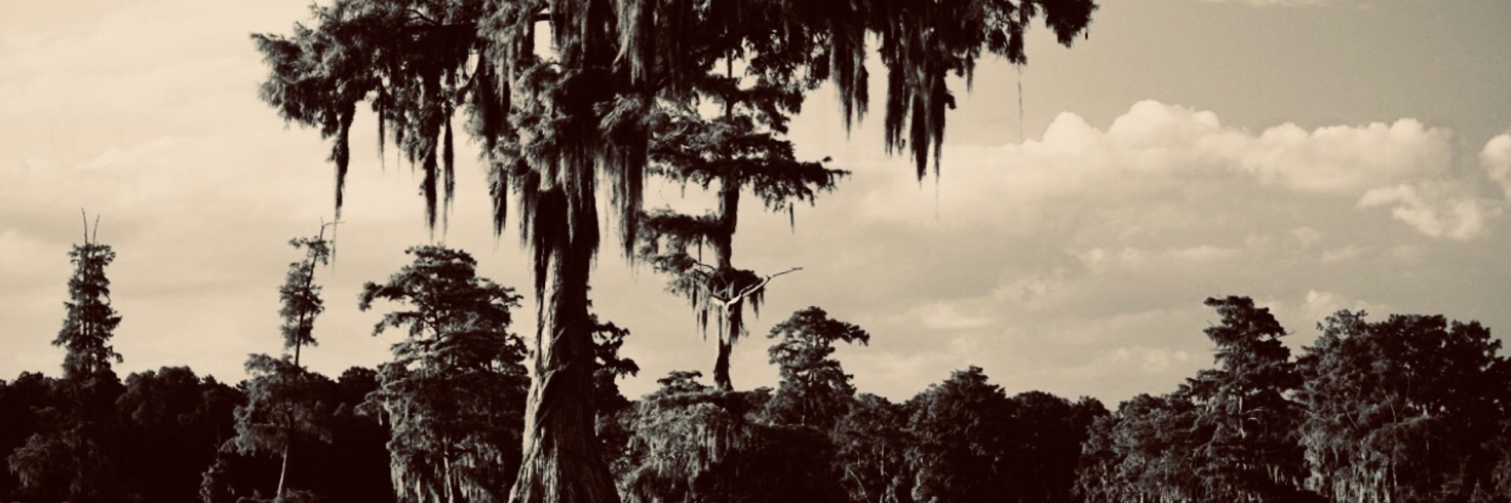 ⬛️ cypress