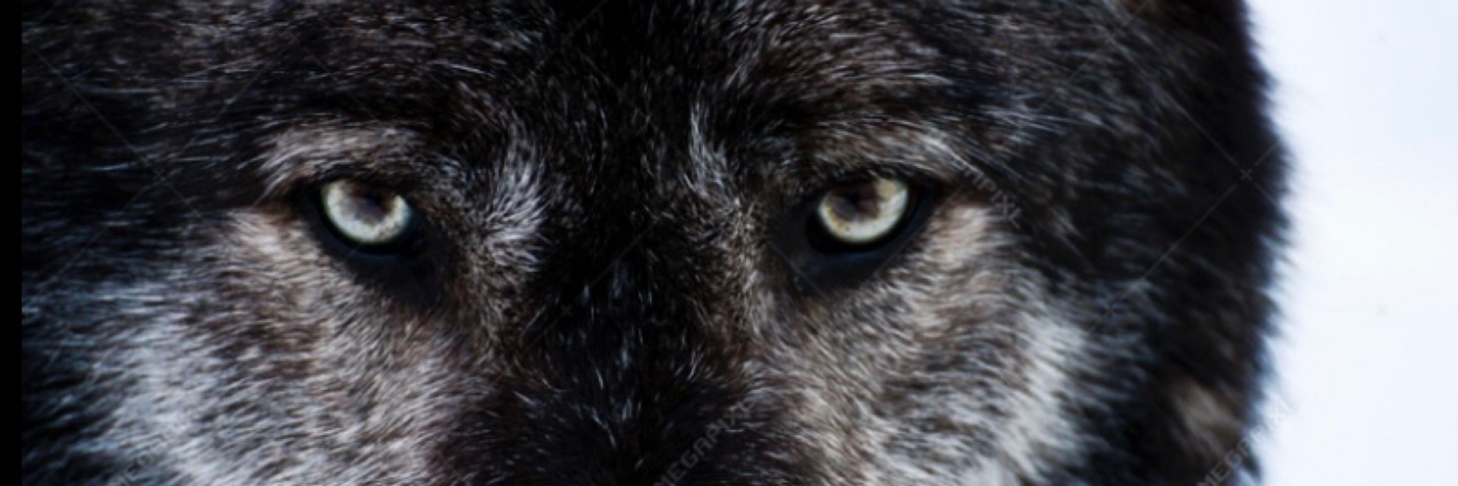 Mike | Vengador Multiversal 🐺