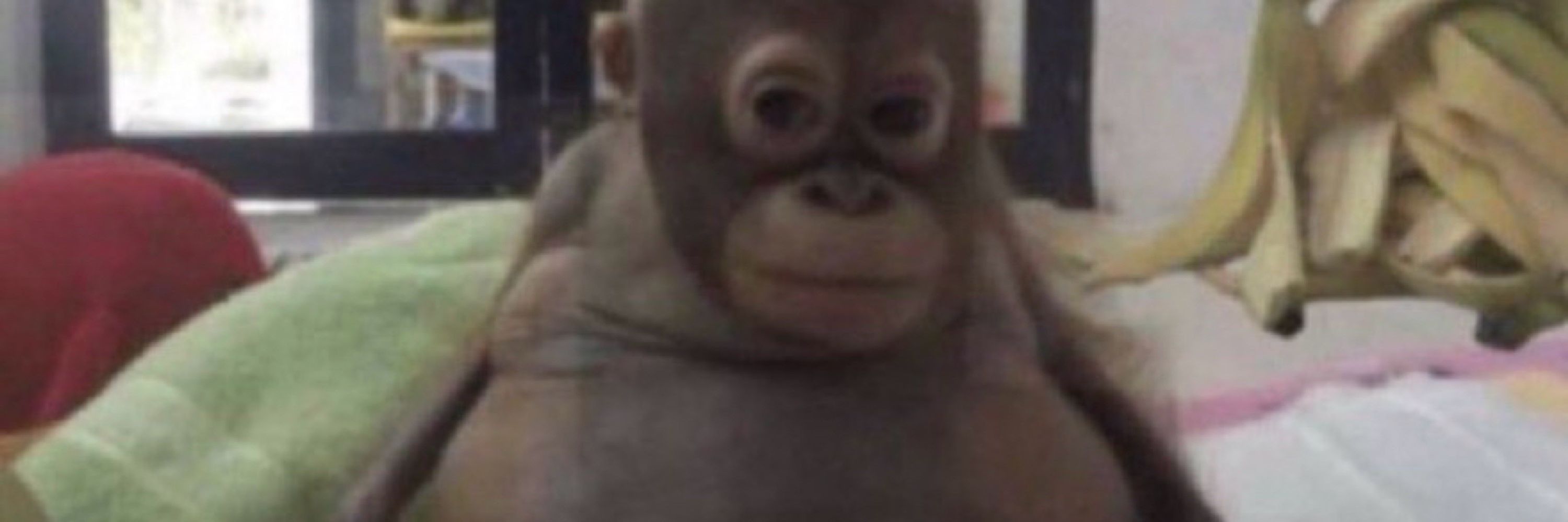 kobi