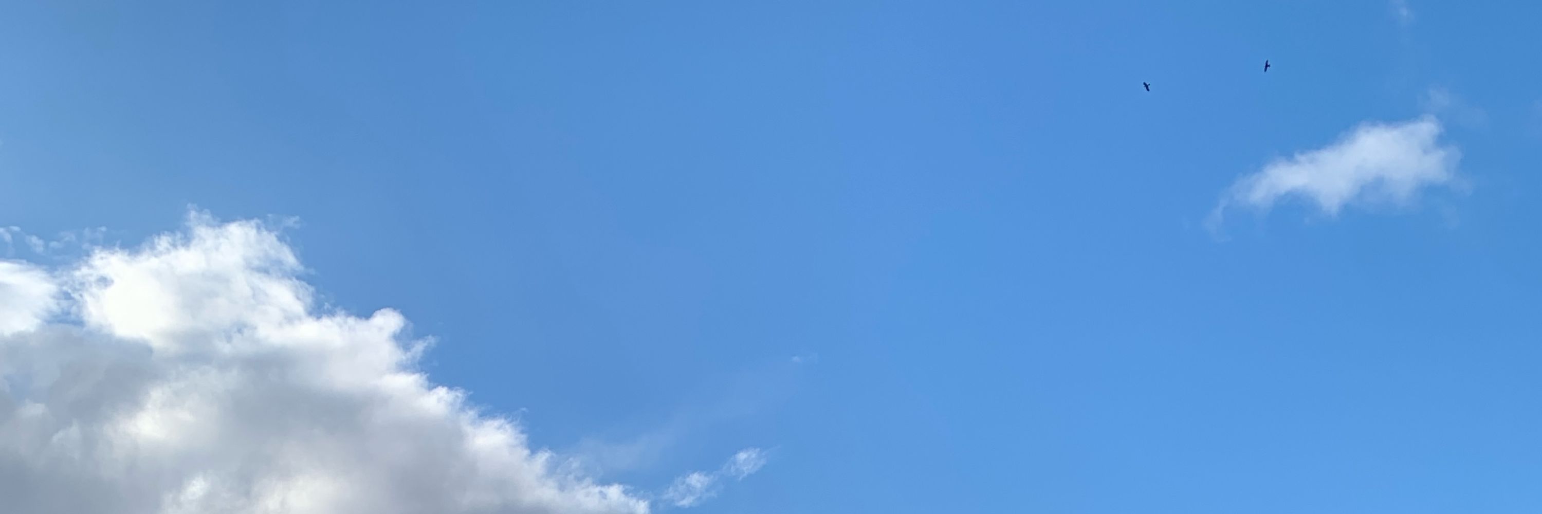 たむ