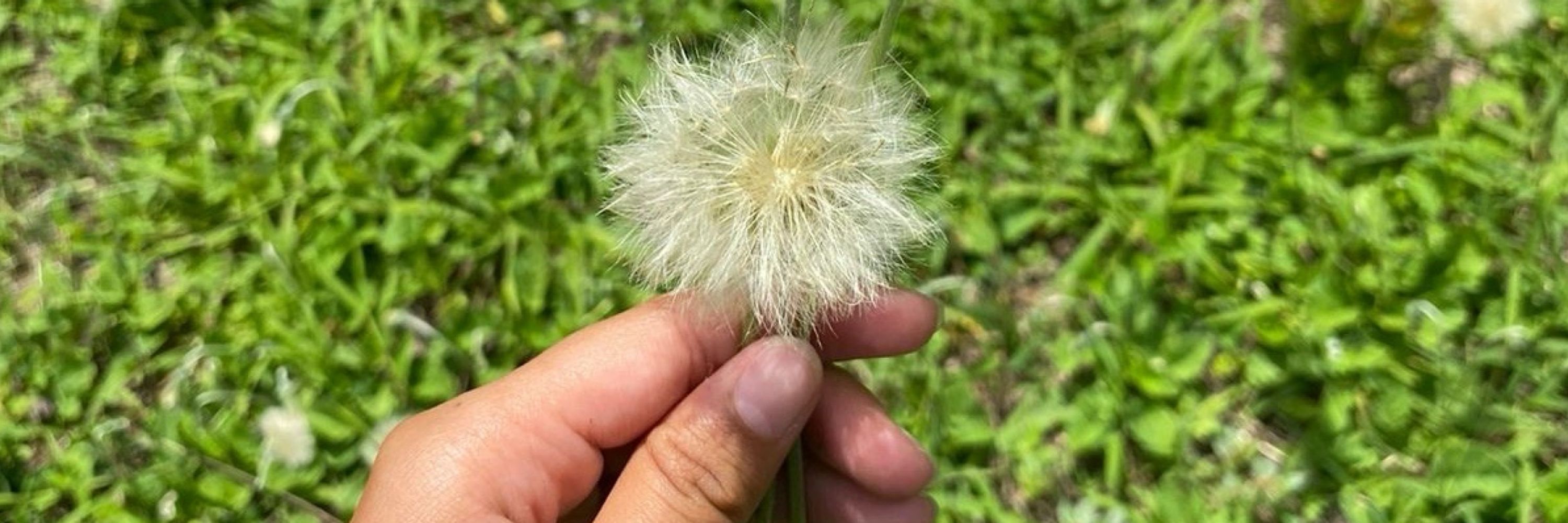 karol