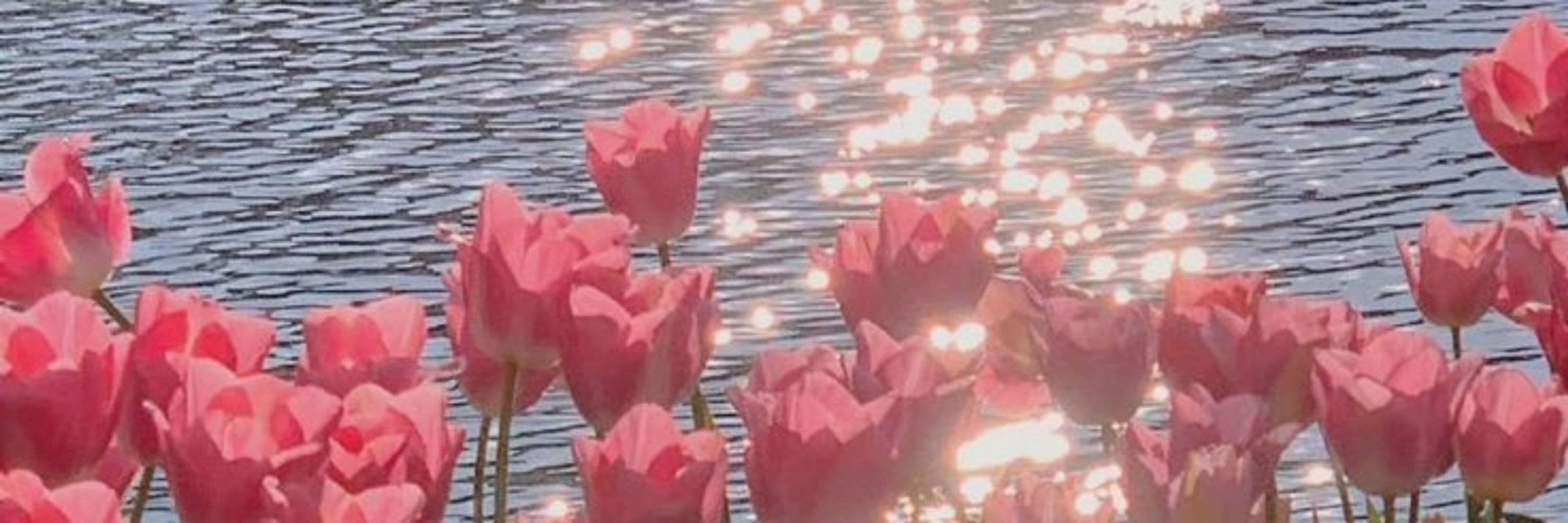 가넷