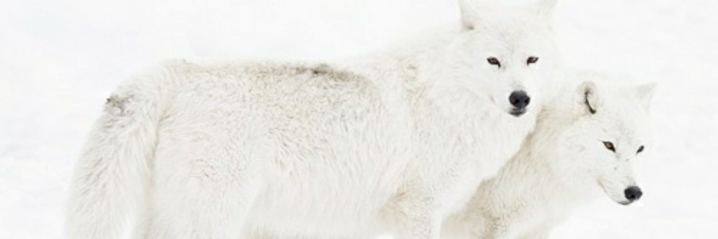 WUFFCHEN