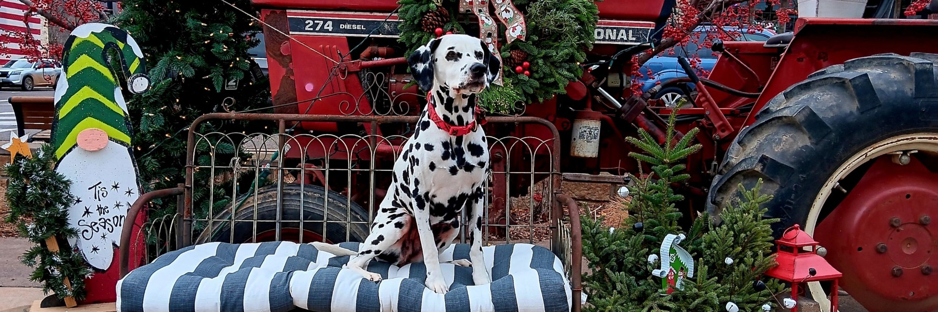 Jessica MacMillan - Paisley Dalmatians