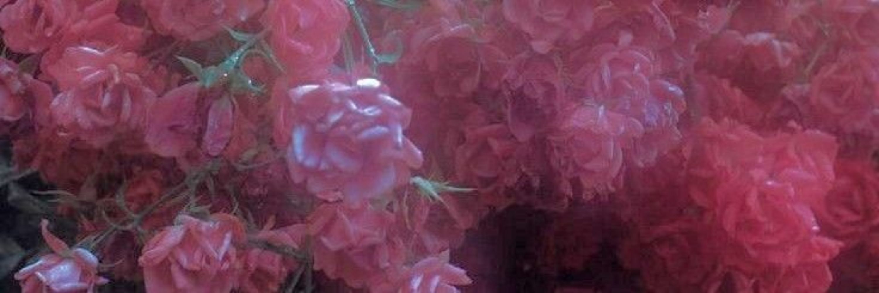 𝕯𝖔𝖊 𝕽𝖔𝖘𝖊𝖘 🥀