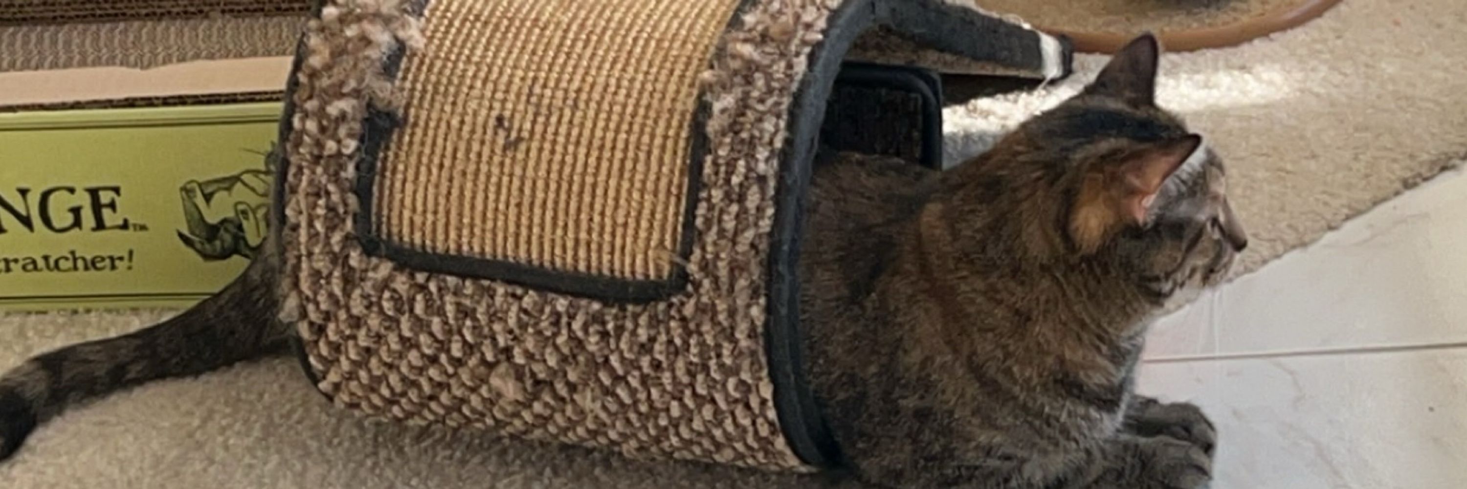 Bunny