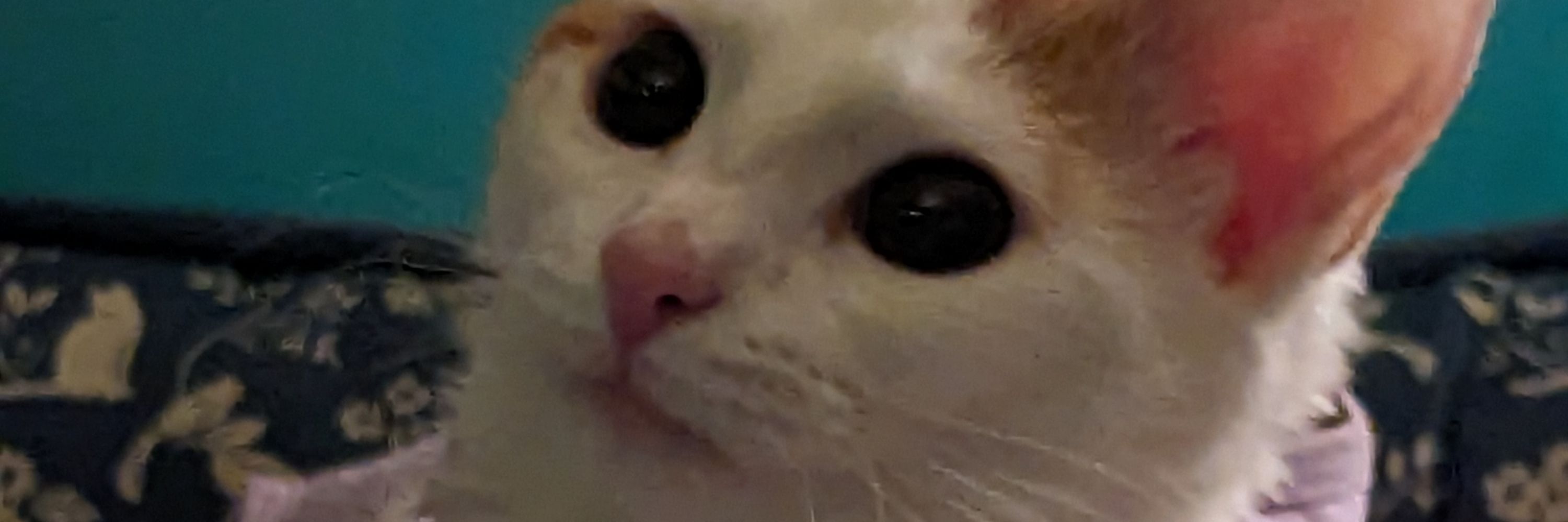 Flamestripe