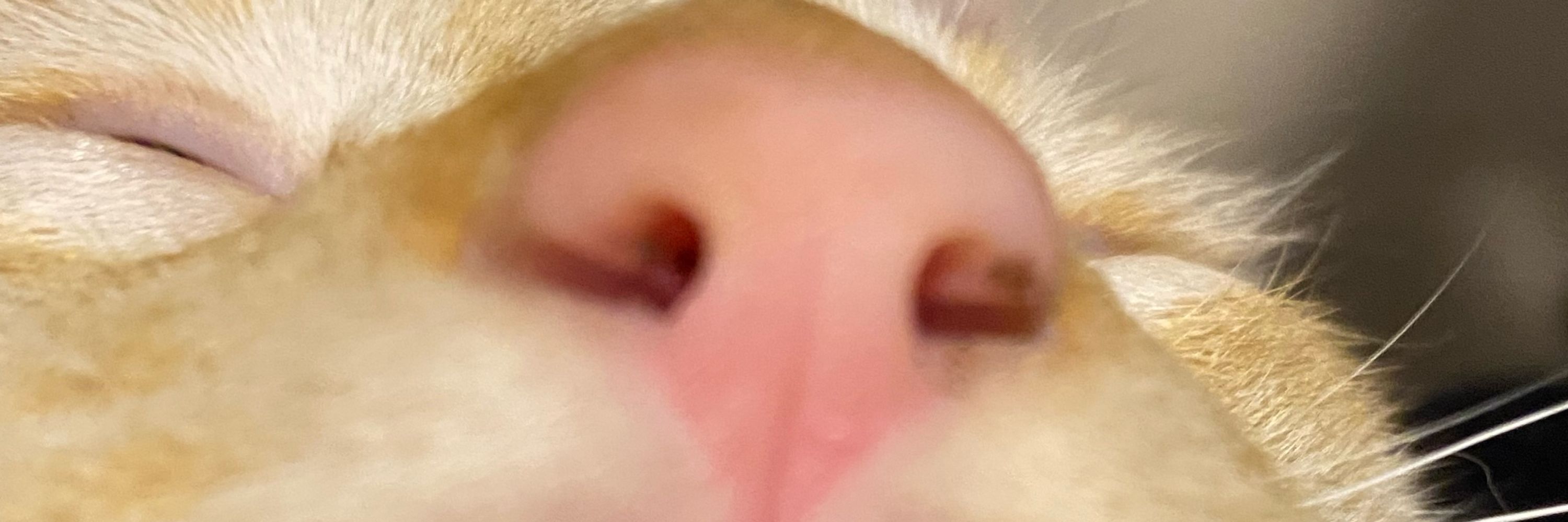 gi