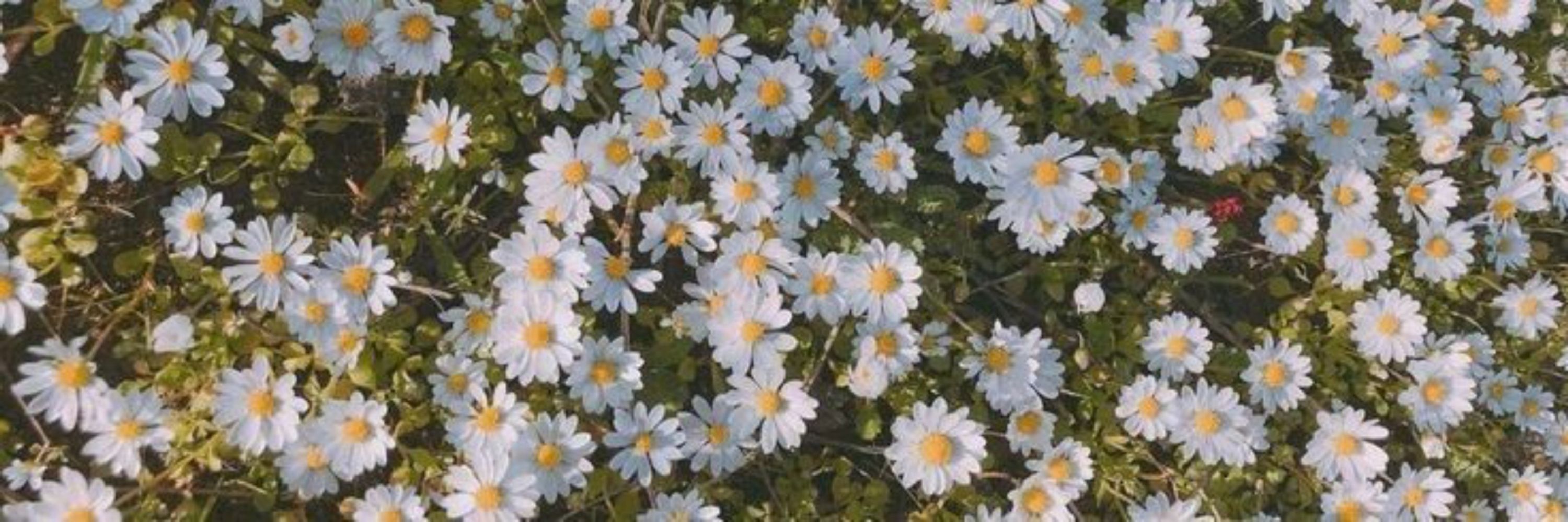 🌻𝓜𝓲𝔂𝓪𝔃𝓪𝔀𝓪 𝓚𝓮𝓷𝓳𝓲🌻