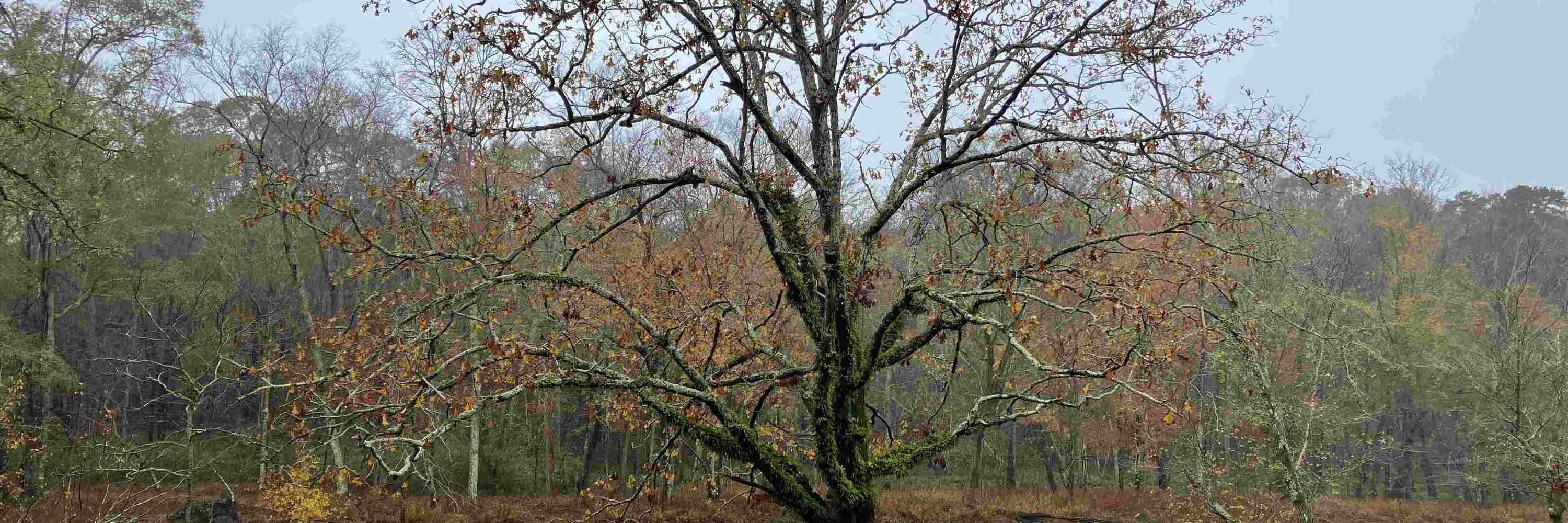 Protect Our Trees
