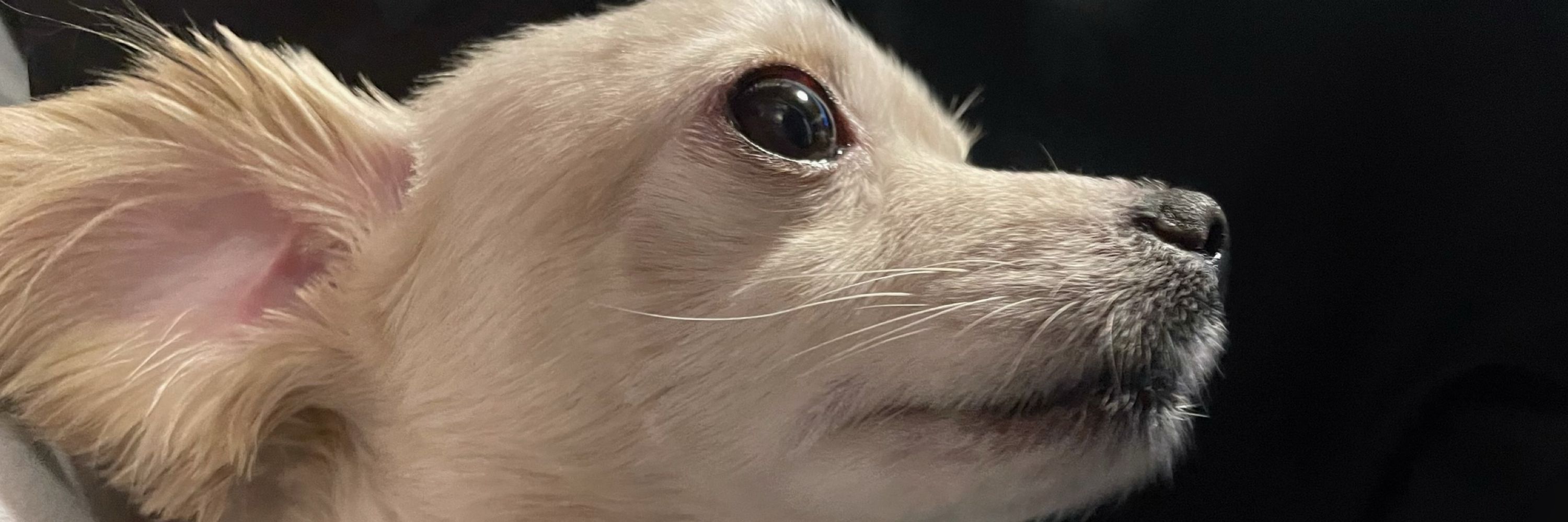えす実🍒🐶🐢