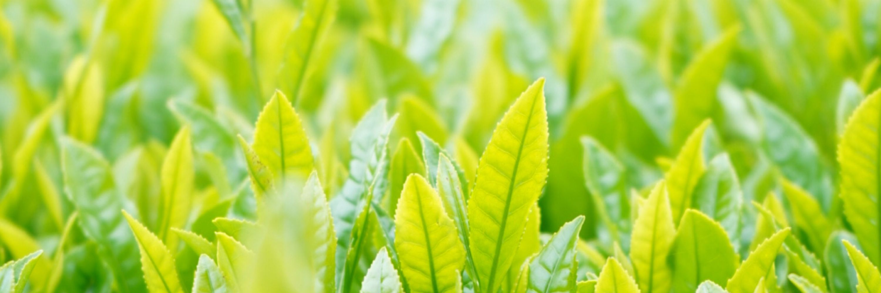 茶菓研究所 雨