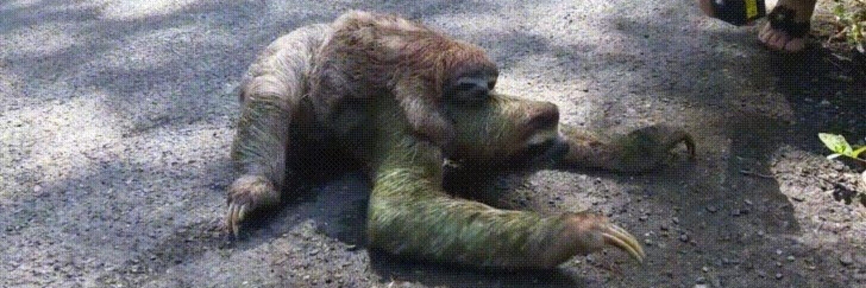 Space Sloth
