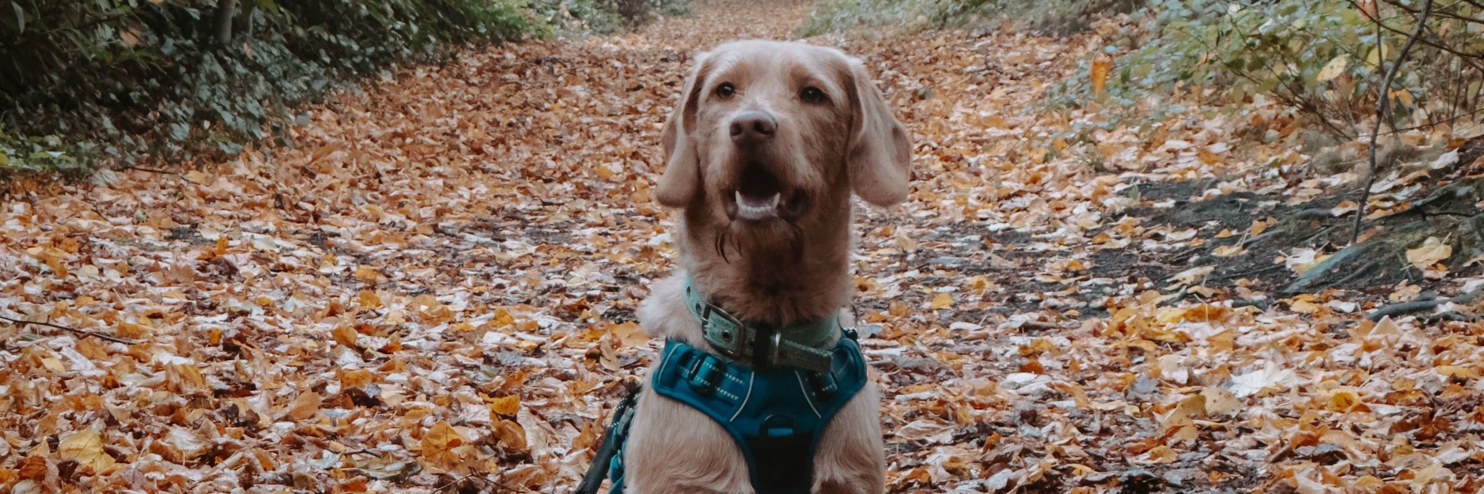 Sophie