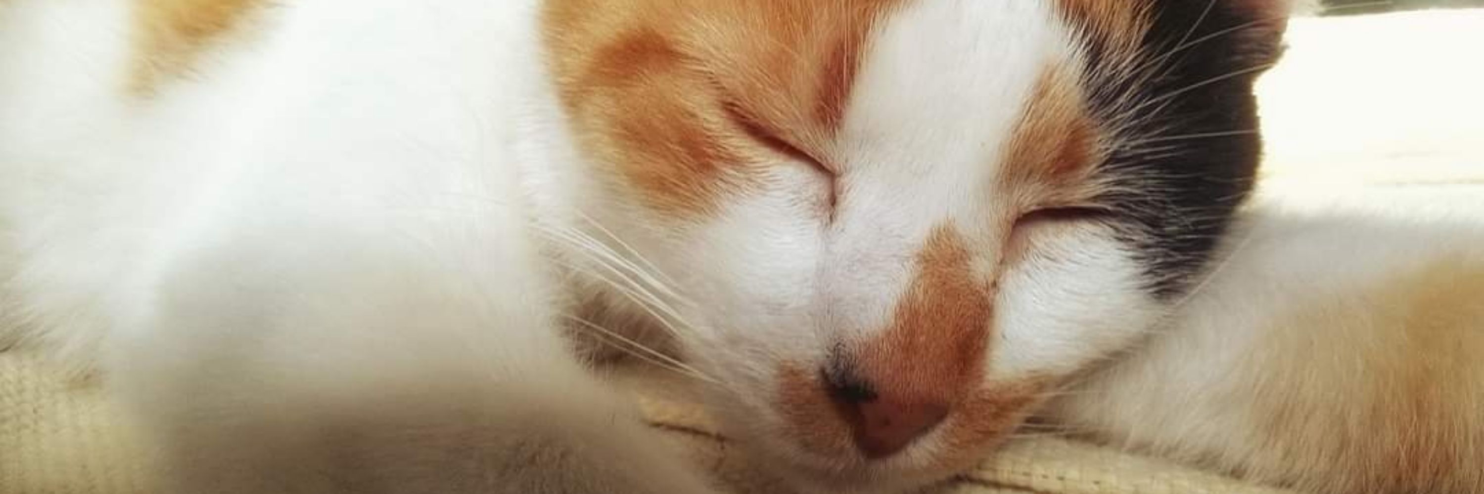 Kami