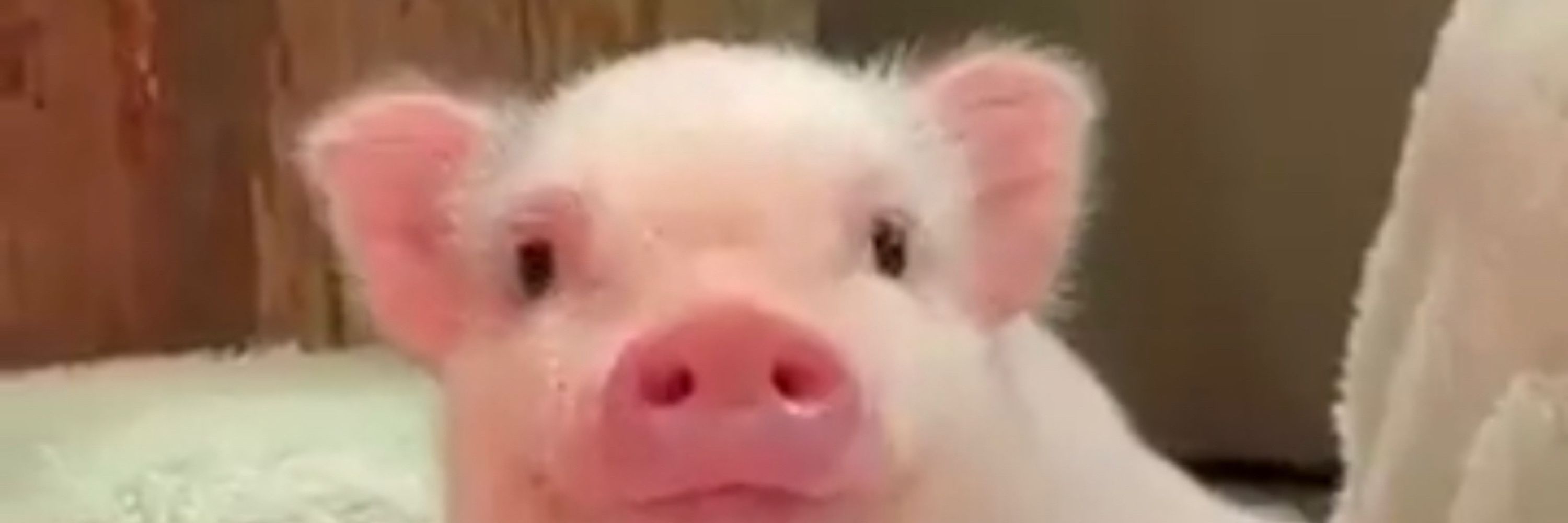 Piggu