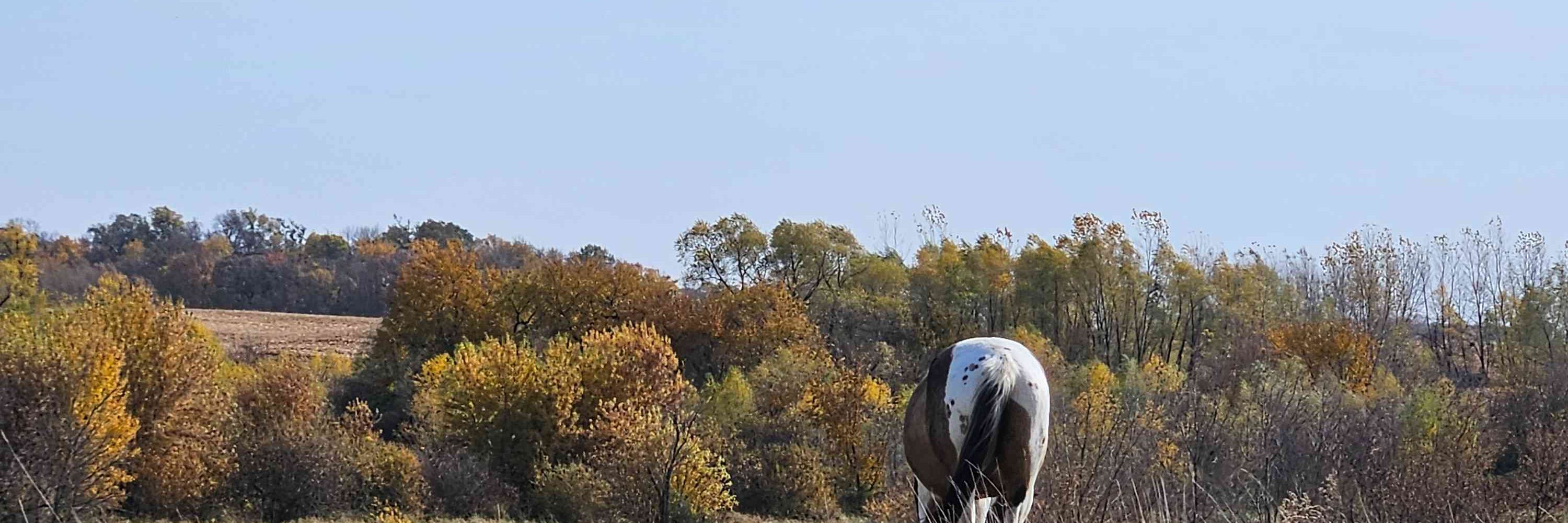 renaissancecowboy