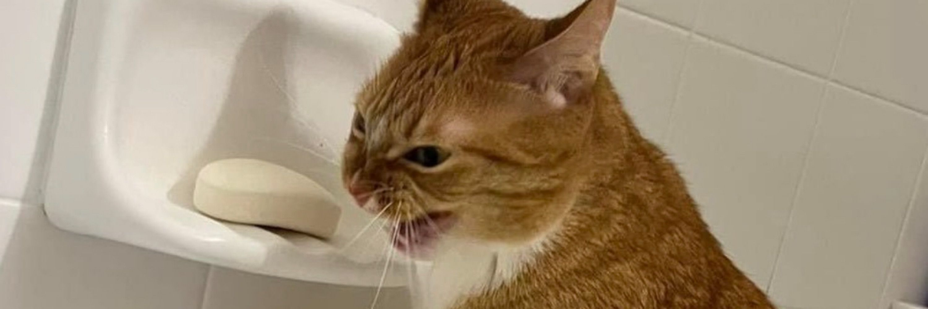 Trash "Then Fucking Cry" Mango