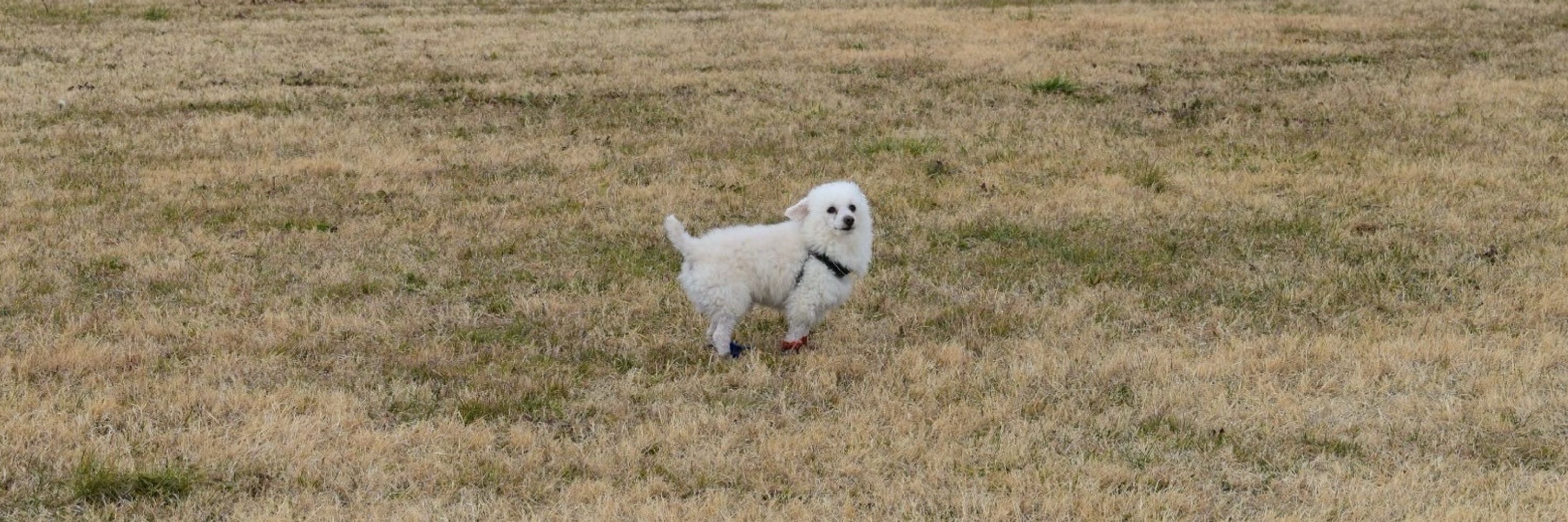 渡辺諒の犬