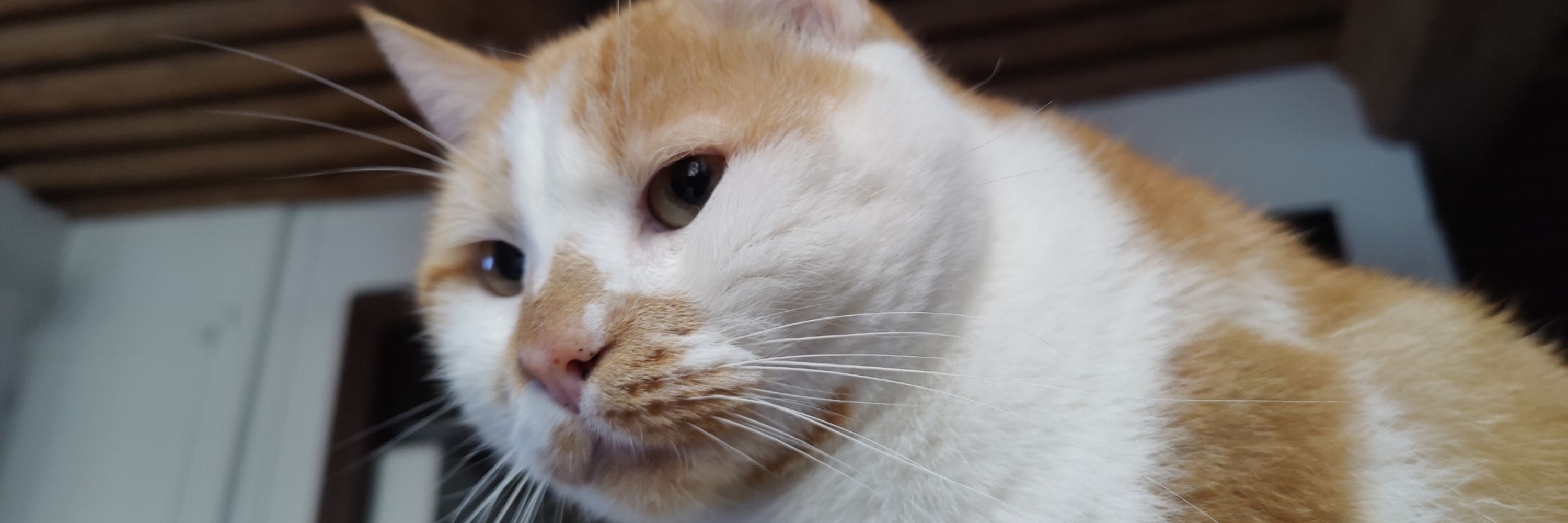Noam Chonky