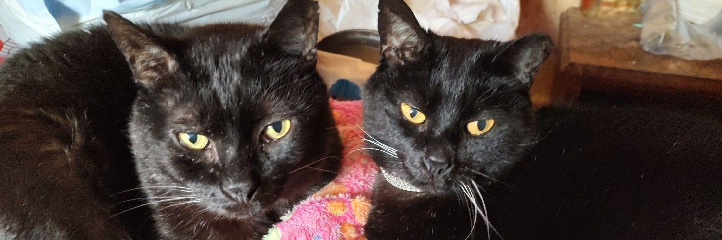Pippercat...rip😥