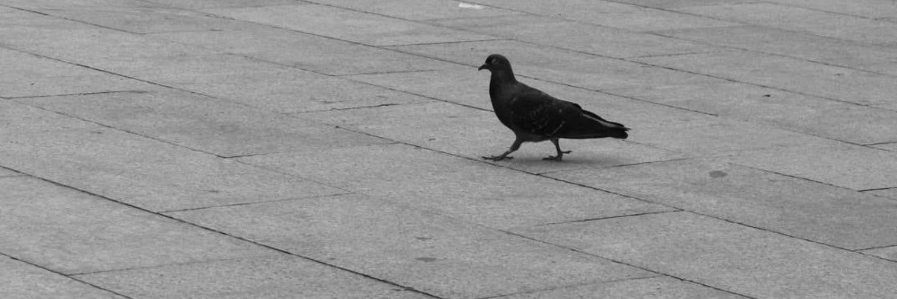 Demios 🐦