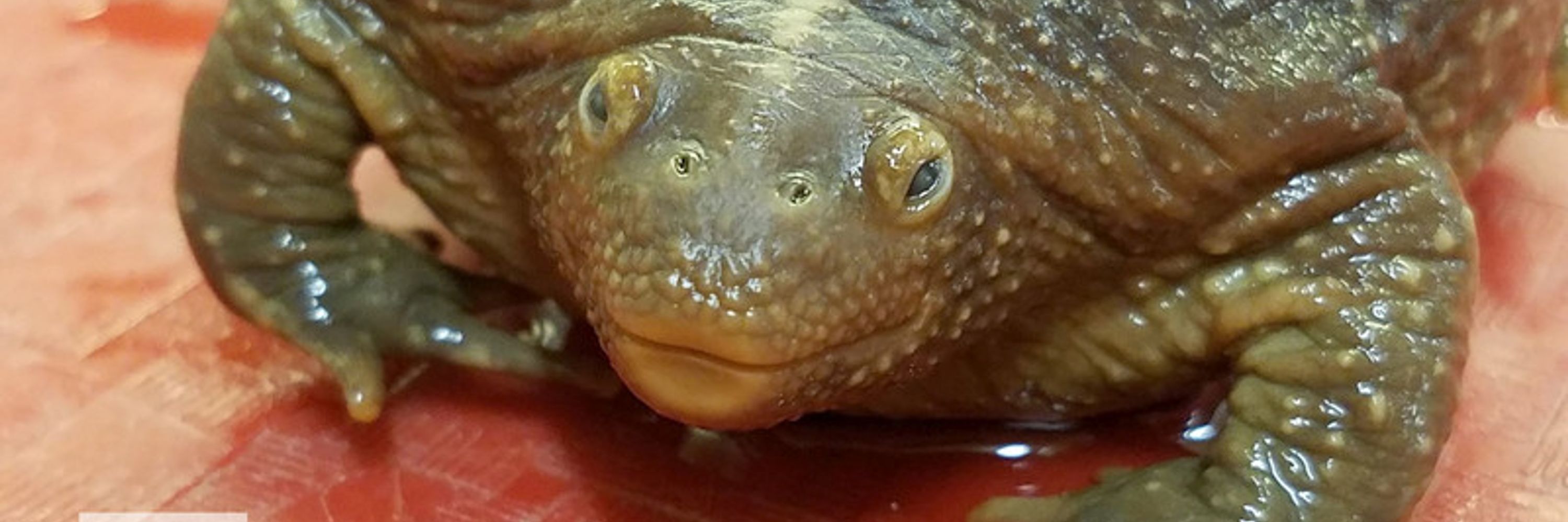 𝕷𝖆 𝕽𝖊𝖎𝖓𝖊 𝖊𝖓 𝕵𝖆𝖚𝖓𝖊 🜏 ∴