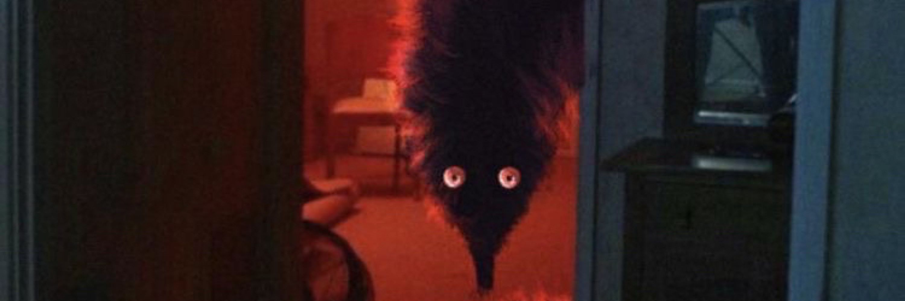 Kuro Da Fox