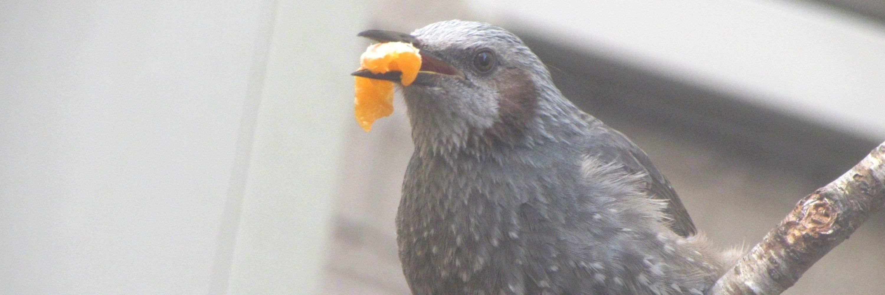 モス