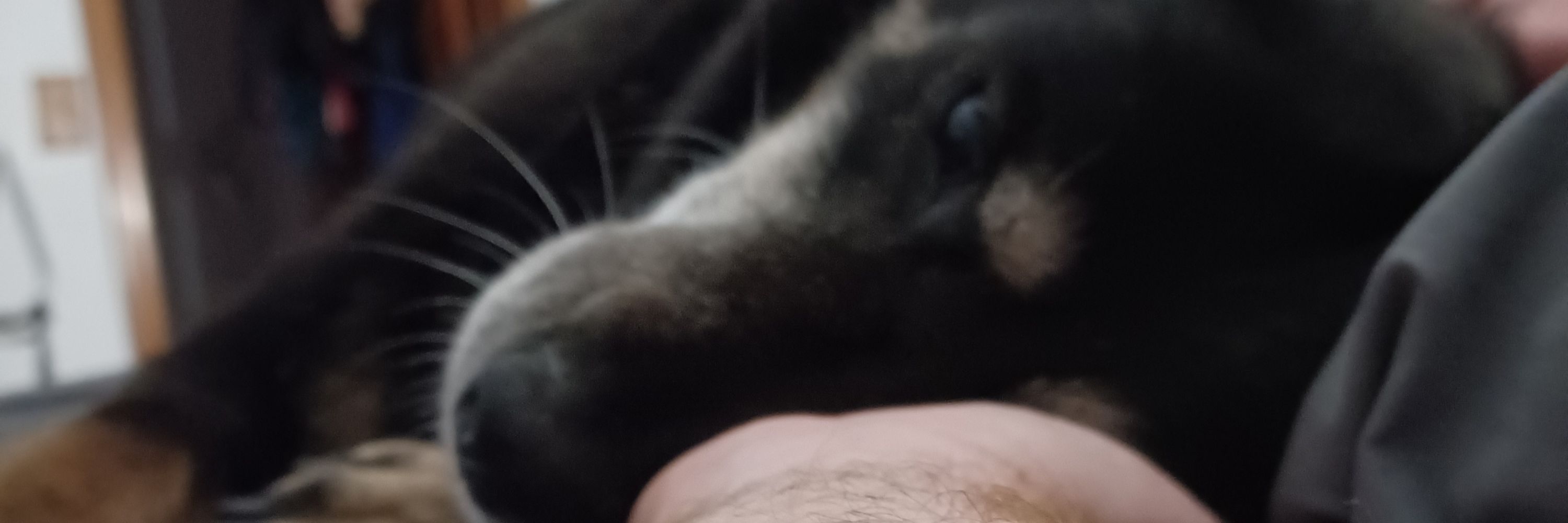 Dan
