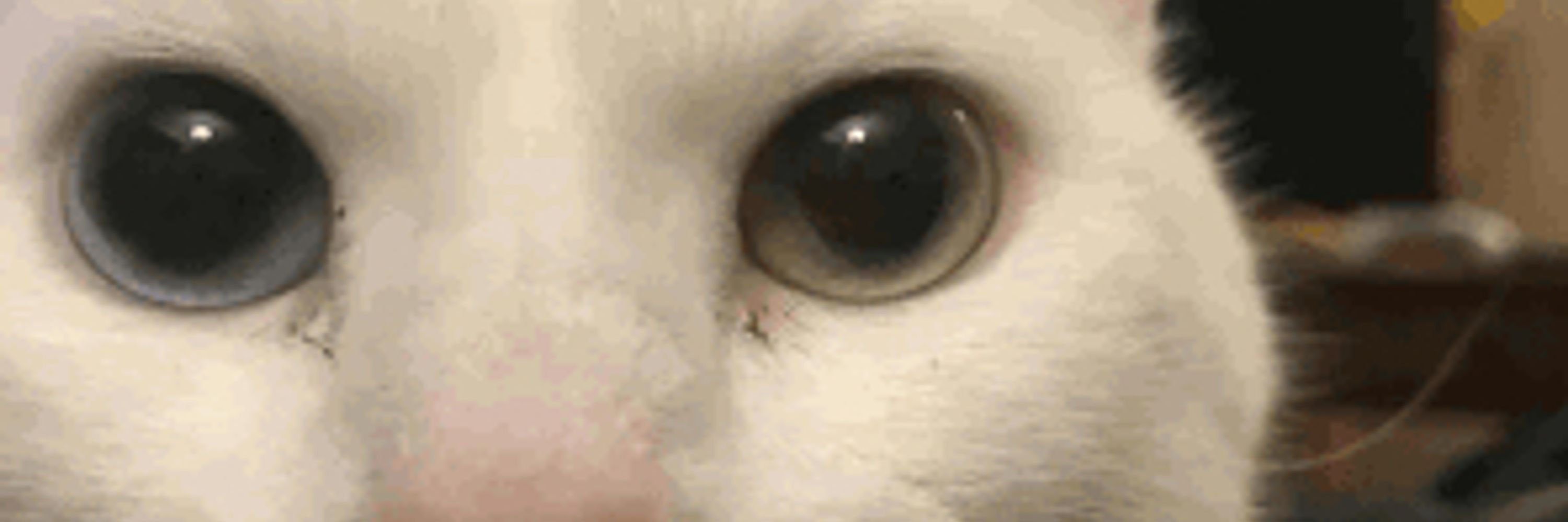 AgentCat