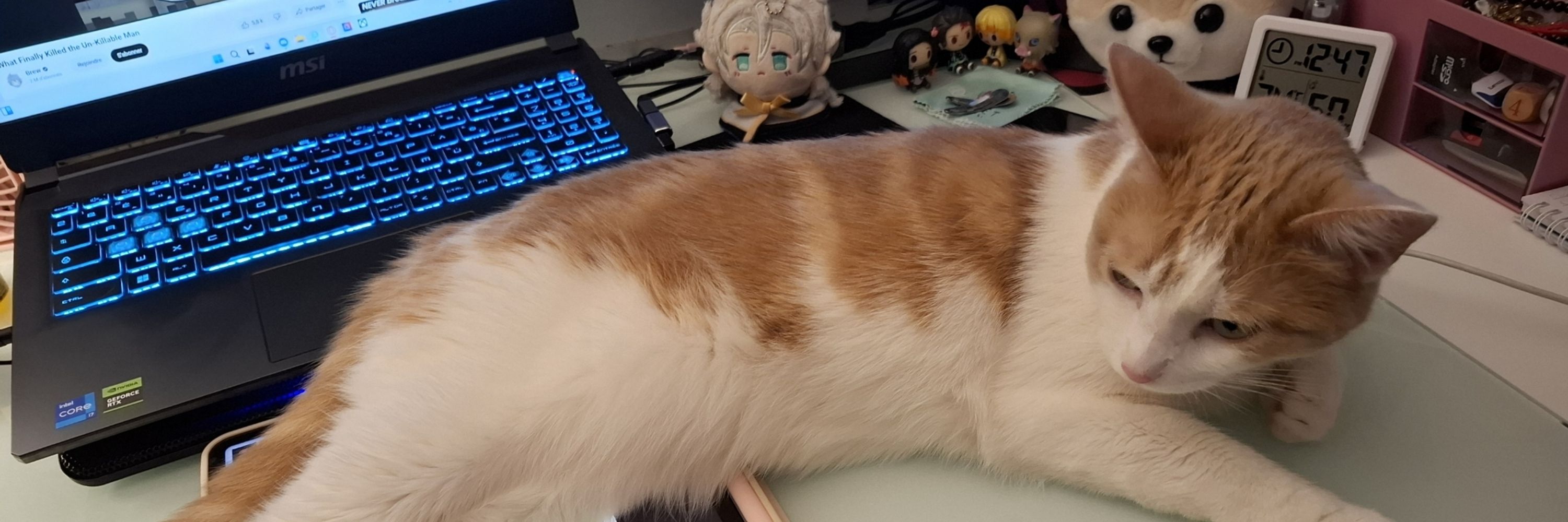 Koi 🐱🐾
