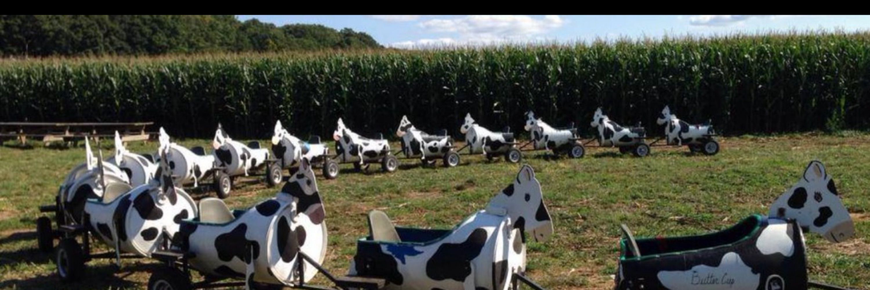 Beeves on the Line