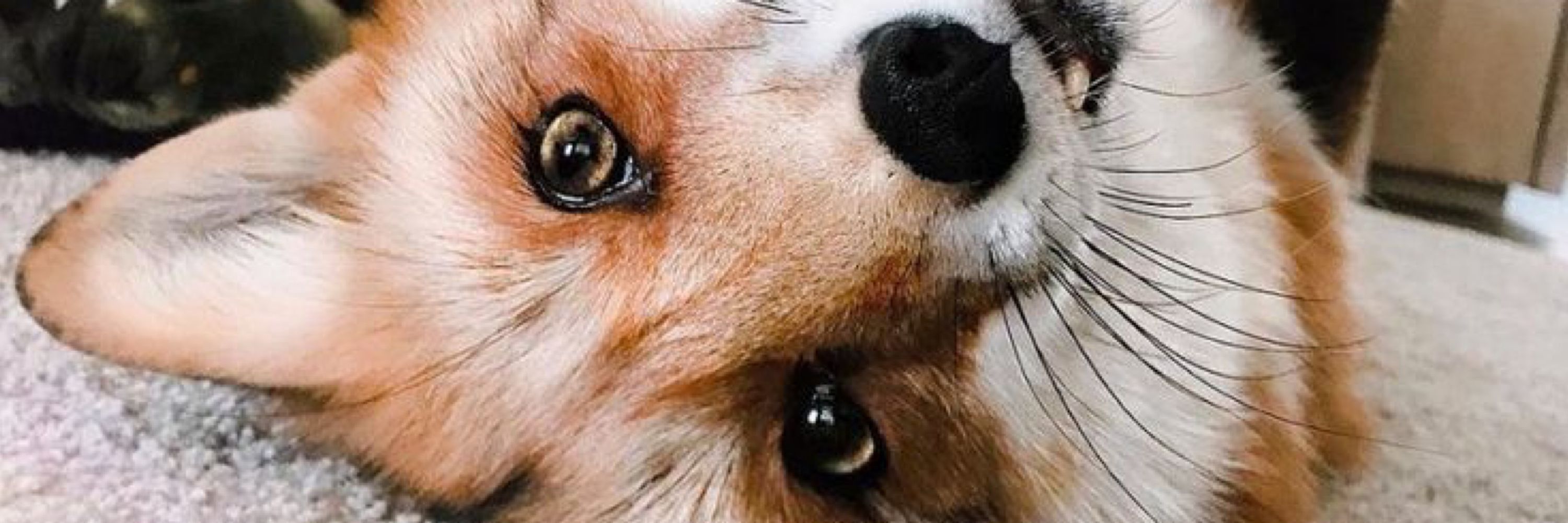 Thalita 🦊