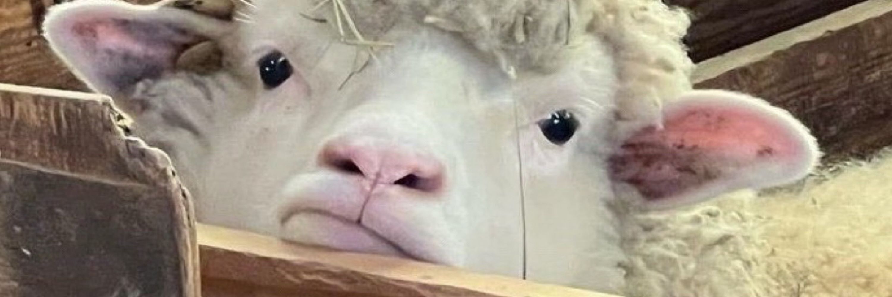 Jon