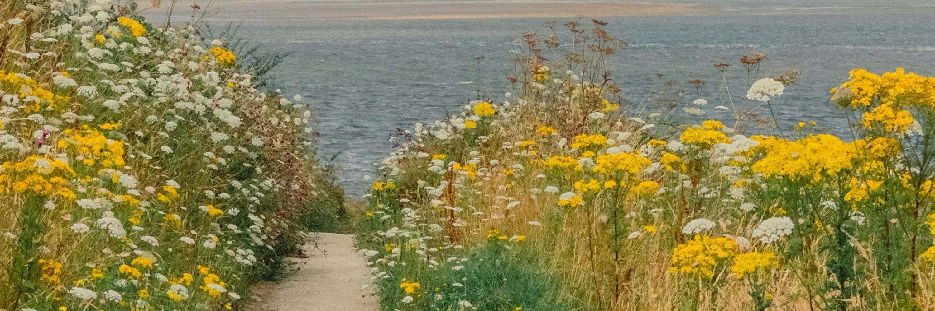 Mysomerset