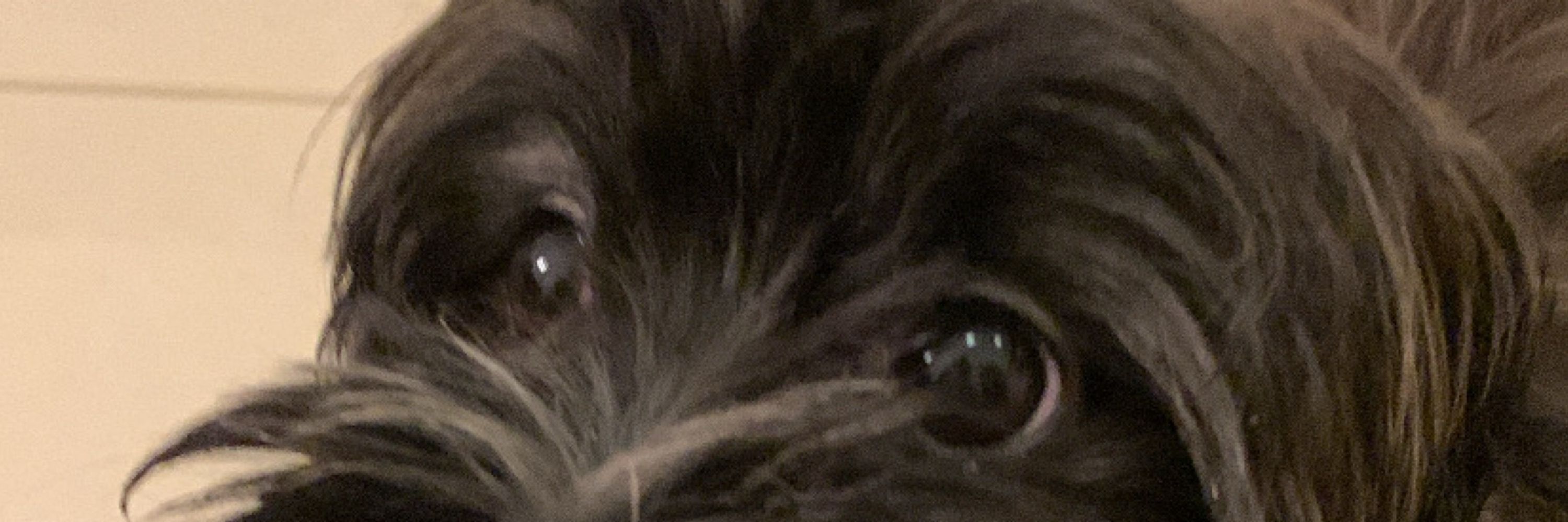 Brupim
