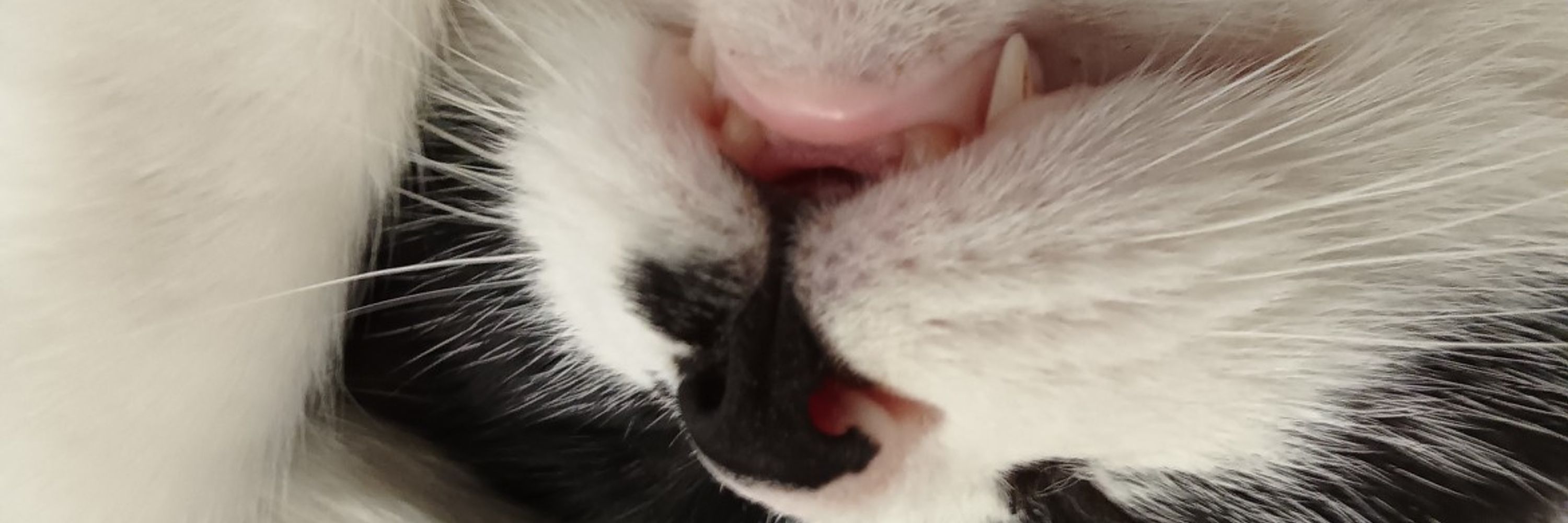 ニャンコ🐱