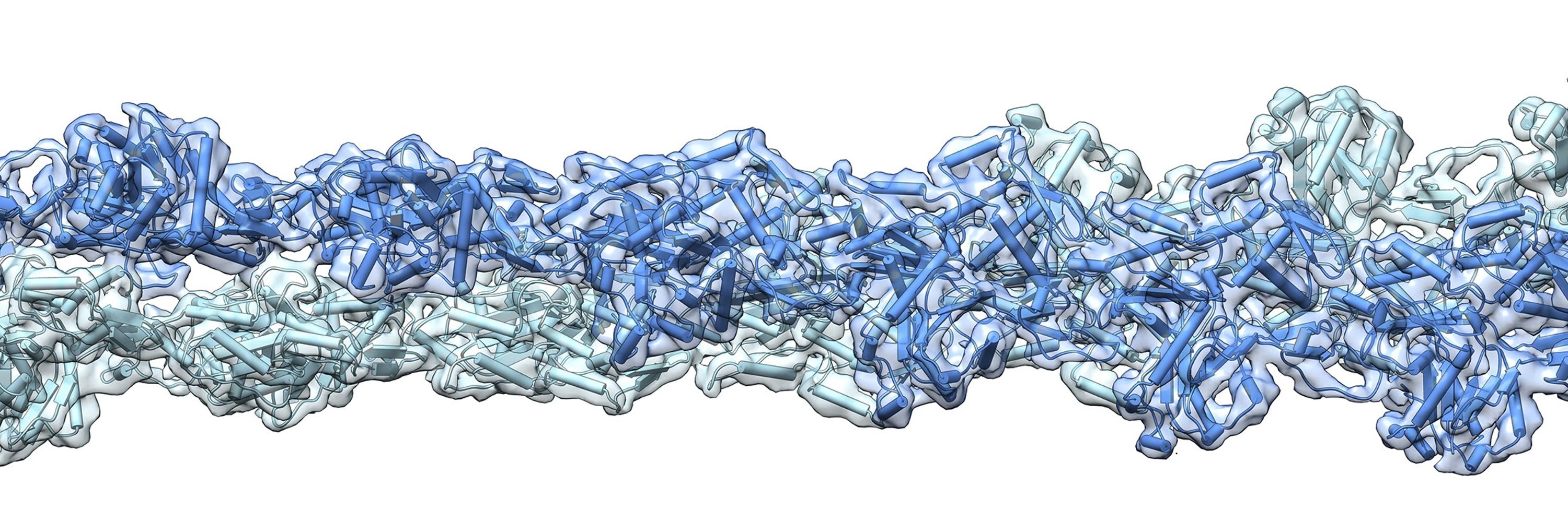 Alushin Lab