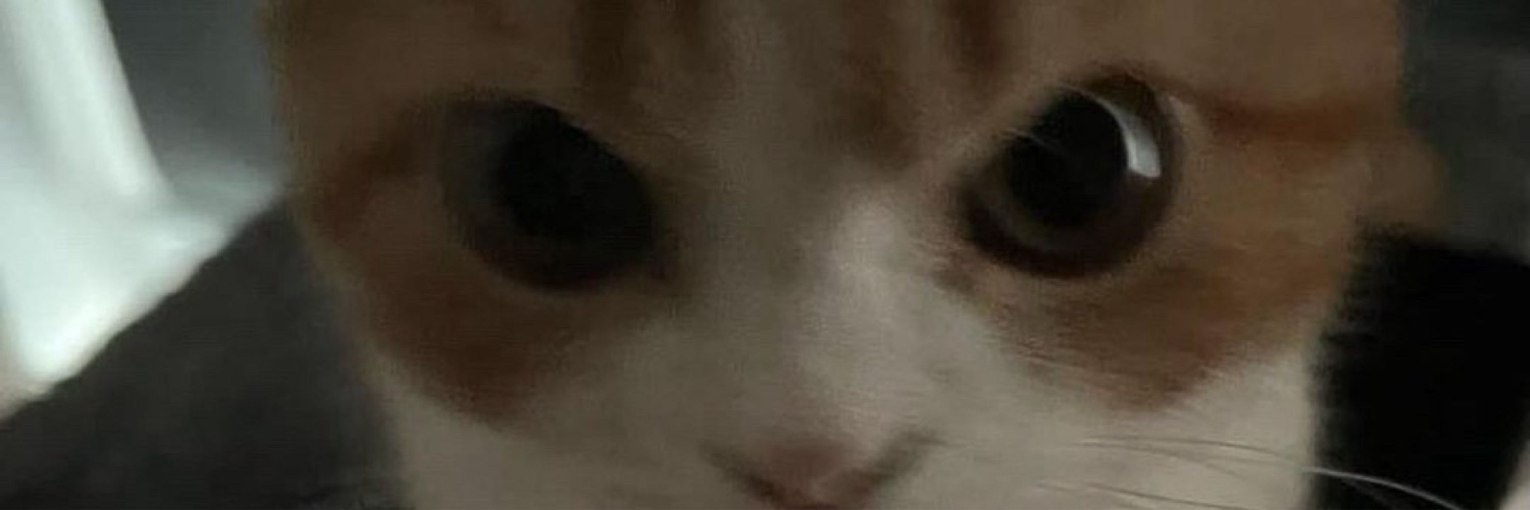 ste