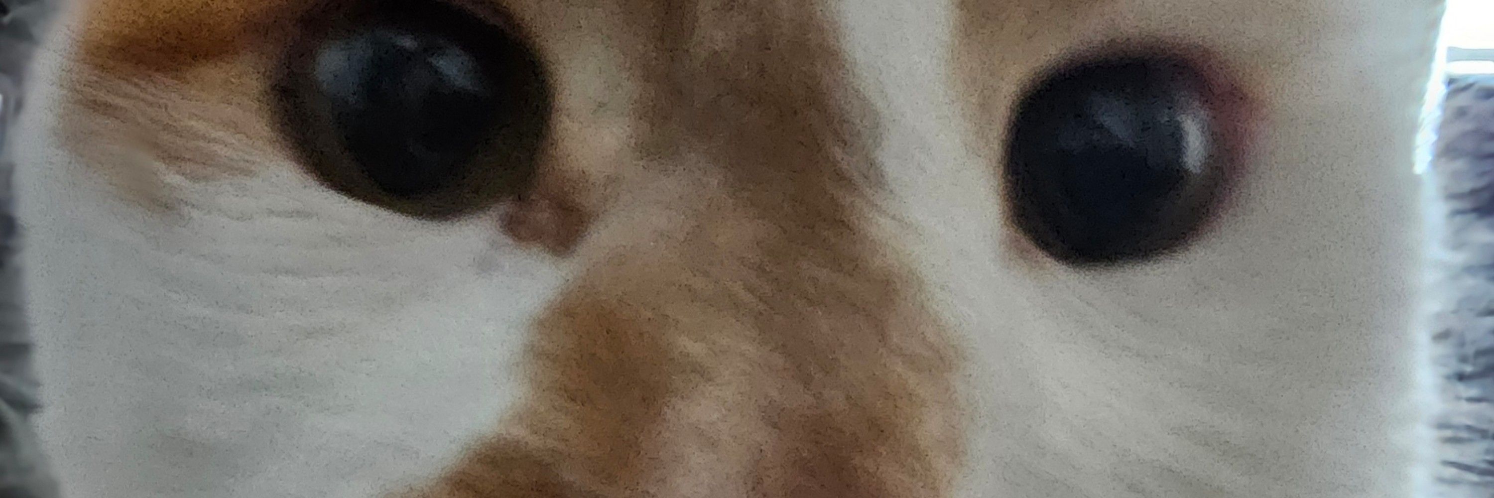 Jeff