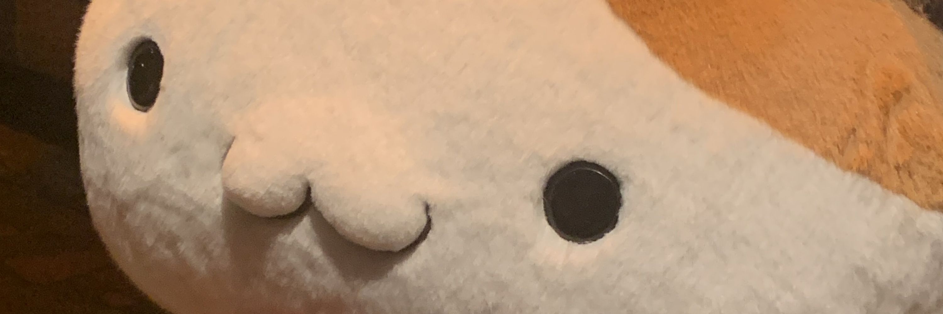 フコ🐟